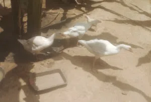 I will sell three ducks