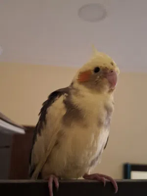 كوكتيل للبيع