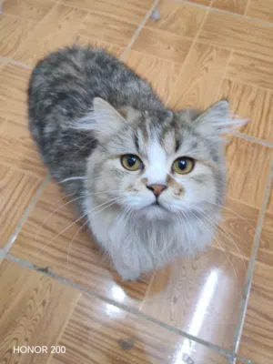 ثلاث قطط شيرازي عمر 3 اشهر