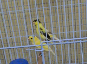 كنارات أمريكان سونجار