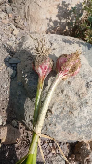 ثوم عماني ب ربطه وب كيلو