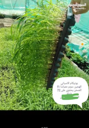 شتلات البونيكام الاسباني الهجين سوبر ممباسا