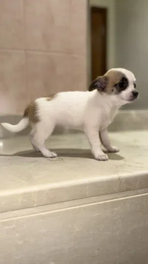جراء شيواوا أنثى  قابل للتفاوض  Female Chihuahua  Negotiable