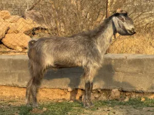 تيس فحل شامي اصل بدون تهجين
