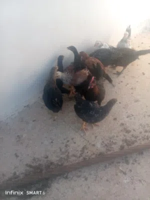 فرخات جاج عمر شهرين ونص اقرا النص عمان جاوا