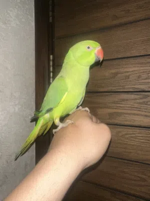 للبيع متو فرخ أليف للجادين