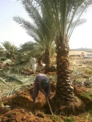 زراعة نخيل عربي ،واشنطونيا ،زيتون