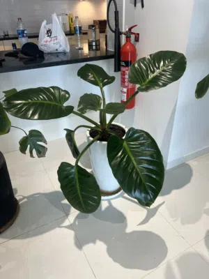 Philodendron Imperial