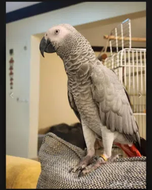 ببغاء كاسكو متكلم للبيع