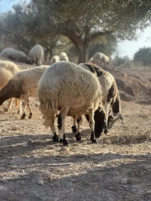 عشره نعاج والدات و ضنوتهم معزوله عشار من جديد