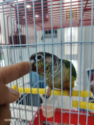 كنيور أليف للبيع تابع الوصف