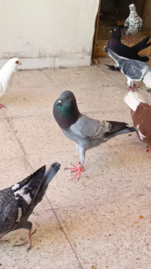 متاح ست حبات صلاة النبي منهم حبتين اطيور حمام للبيع فقط