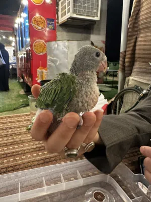للبيع بيبي متو أخضر بأحجام ممتازة