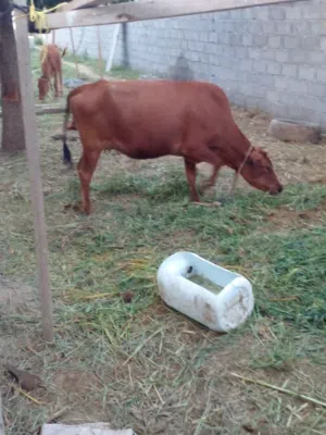 البيع البقار العدد 4
