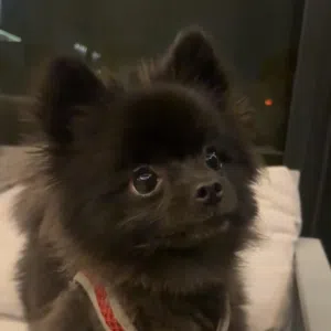 مومارينيان بلون مميز