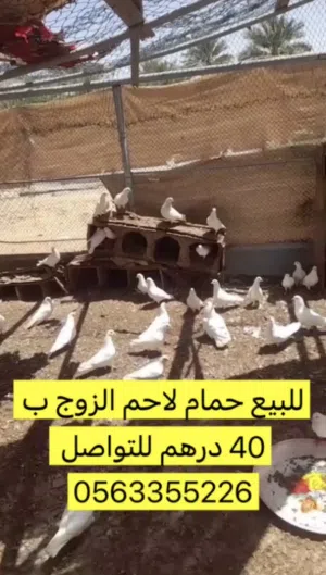 للبيع حمام زواجل و لاحم في العين