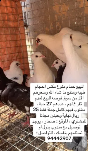 للبيع حمام فرصه اقل من سعر سوق واحجام ممتازة جميع تفاصيل بالصور