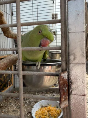 للبيع دره الاخظر انثى