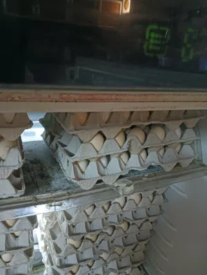 بيض عماني مضمون 100%