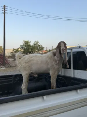 للبيع تيس باكستاني