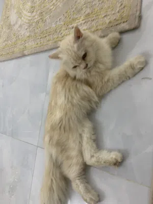 البيع قطه هادئه جداً (أليفه)