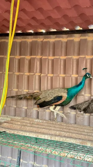 طاوس للبيع ذكر