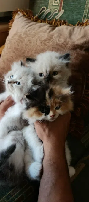 للبيع قطط هملايا × سكوتش فولد (Himalayan × Scottish Fold)