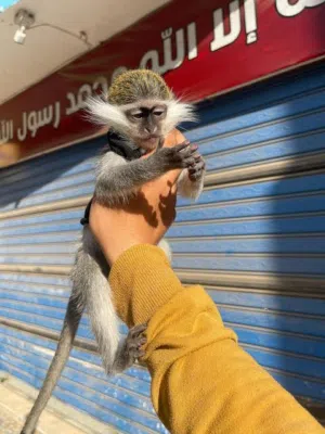 متاح نسانيس