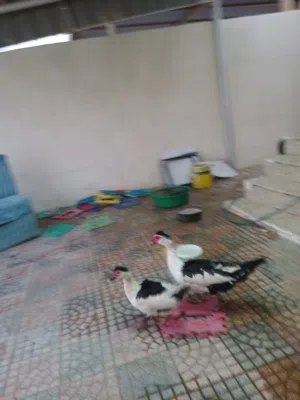 زوج بط مصري