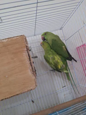 ببغاء دره،