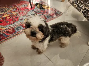 dog for sale Shi tzu