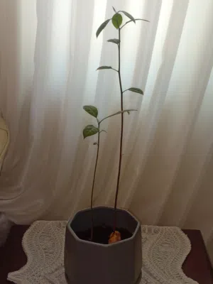 نبته افوكادو طبيعيه للبيع بصحه وسعر ممتازين
