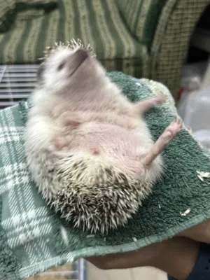 Trained hedgehog