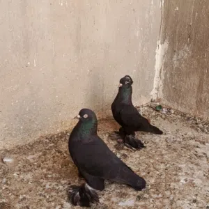 حمام للبيع