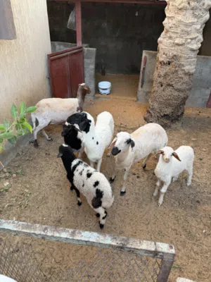 السلام عليكم