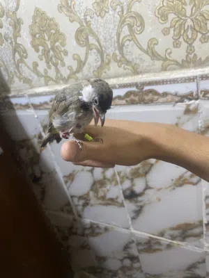 سلام عليكم بلبل نثيه فول تغريد طك جناح والله طيره كلش حلوه جاي تصبغ