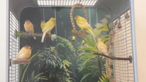 Canary bird for sale