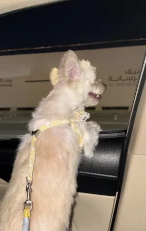 مالتيز بنت صغيره لعوبه وكيوت هجينه الاب شيواوا