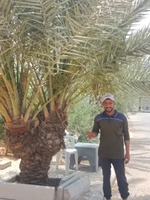 اسطي نخل واشجار  تنظيف نخل وتقليع جبار و تعكيس وهز برونسي طابوني بيوضي وقص حلاوي ويوجد منشار بنزي