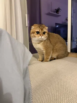 قطط للتبني
