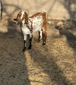 سخله هجين قبرصي