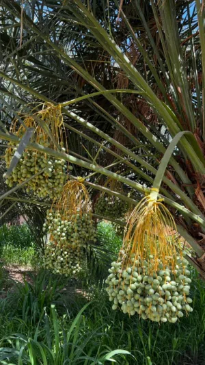 إعلان طني نخل الخلاص بجودة عالية جدا