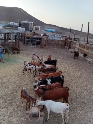 للبيع حلال صلال (( اقرأ الوصف مهم جدآ )) التواصل للجادين فقط