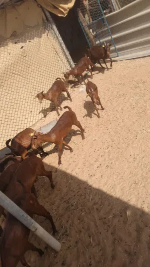 صلاليات دبسيات