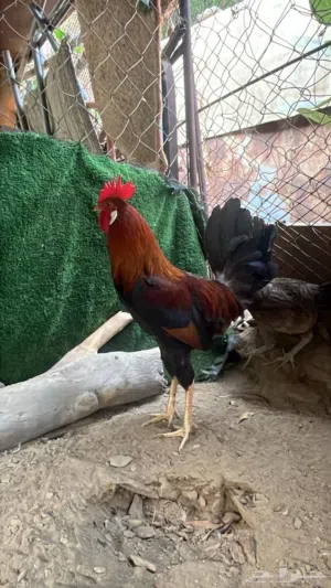 صوف الوصف مهم