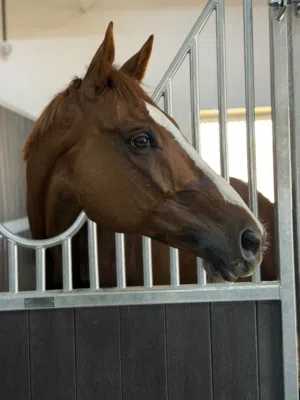 Horse for sale