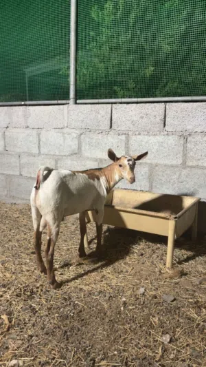 صخل صلالي ممتاز