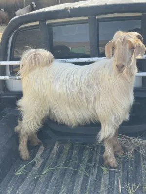 للبيع تيس ود سنه مخصاي