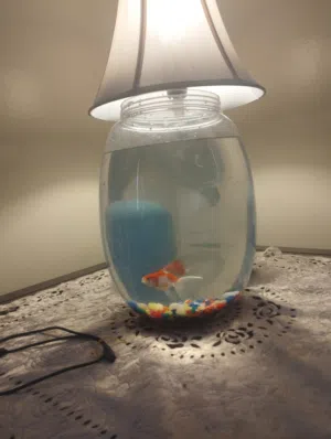 two fancy goldfishes with bowl for sale