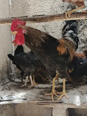 ديج للبيع البصره الزبير